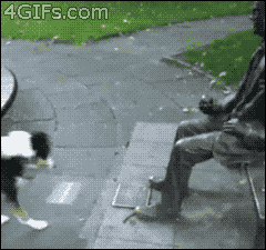 pup-waiting-for-stick.gif