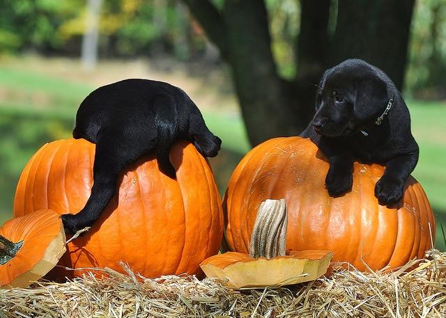 puppy-and-pumpin.jpg