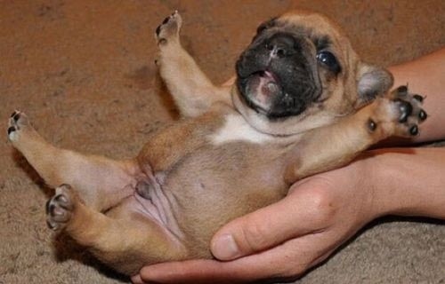 puppy-belly-1.jpg