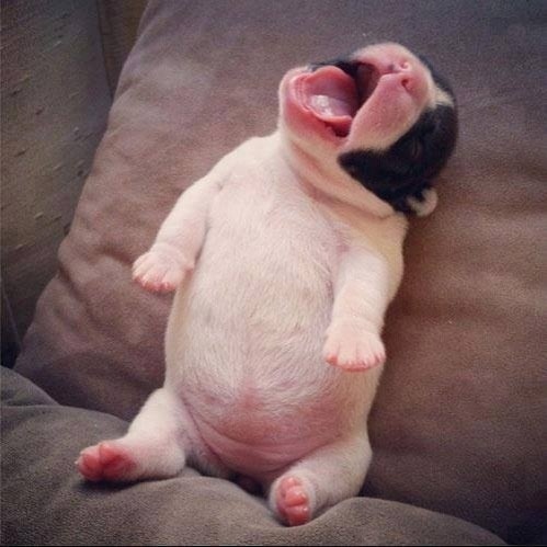 puppy-belly-2.jpg