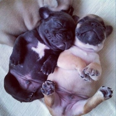 puppy-belly-3.jpg
