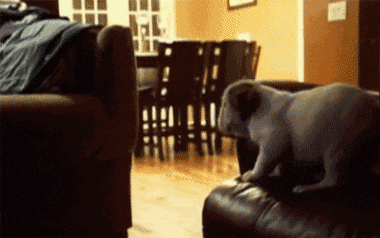 puppy-jumping.gif