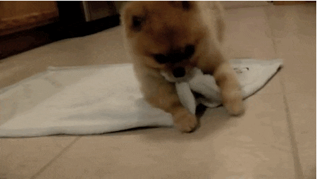 roll-up-dog.gif