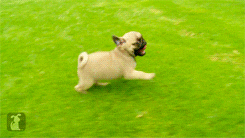 running-pups.gif