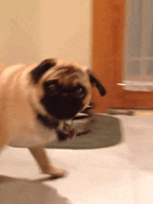 sassy-pug.gif