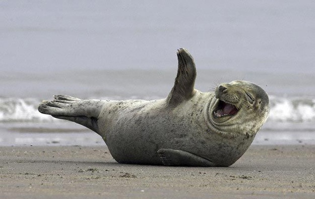 seal-.jpg