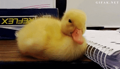sleepy-duckling.gif