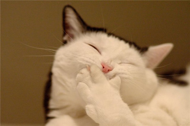 smiley-cat.jpg