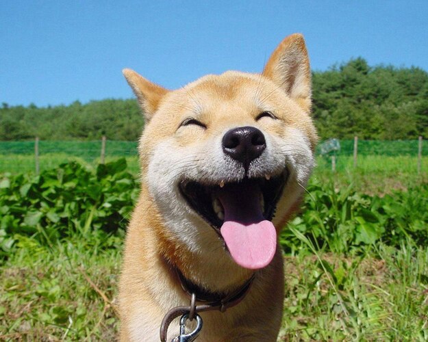 smiley-dog.jpg