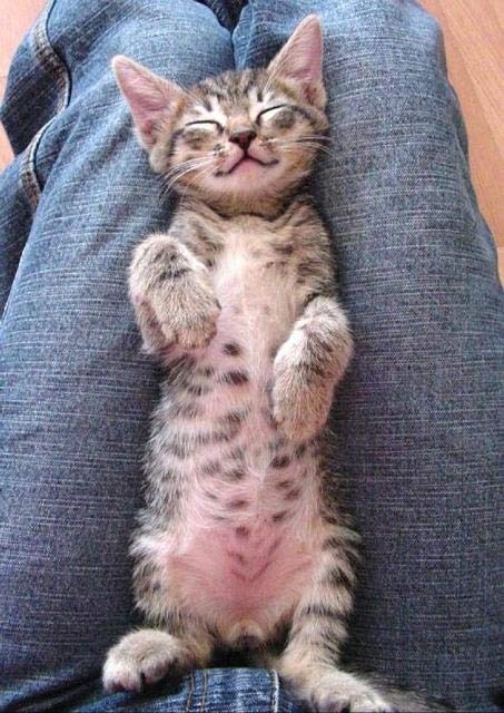 spotted-belly.jpg