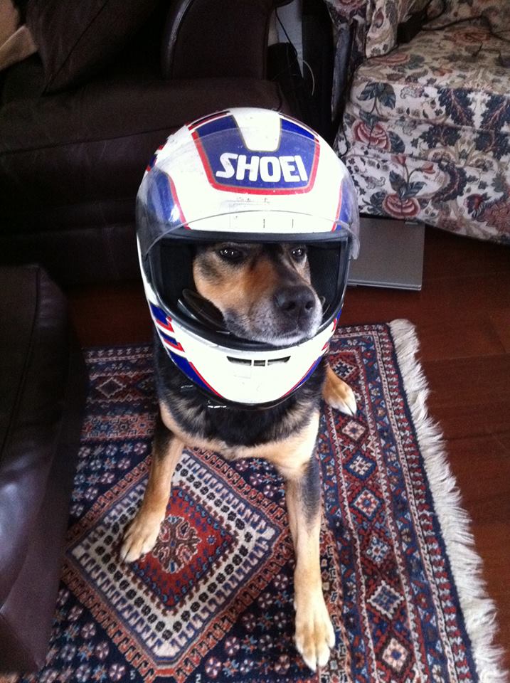 stig.jpg