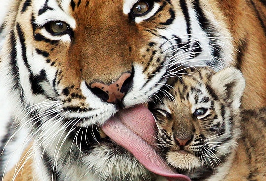 tiger-cub.png