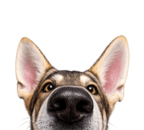 Dog peeking over the newsletter panel